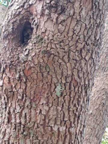 Sideroxylon inerme bark